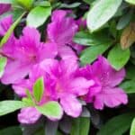 Discover the secrets to propagating azaleas from cuttings with our simple tutorial. Get tips on selecting cuttings, rooting techniques, and caring for new plants to ensure success.