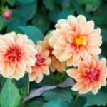 Container gardening with dahlias in pots showcasing vibrant flowers
