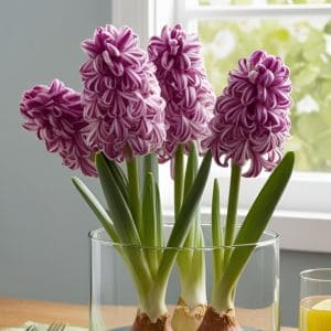 Hyacinth bulbs rooted in water with vibrant purple flowers in a clear glass container