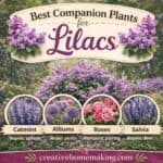 Create a beautiful garden with these companion plants for lilacs. Includes easy lilac gardening tips, pollinator-friendly plants, and garden design ideas.