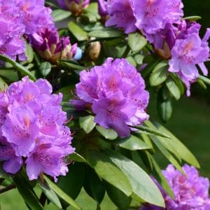 Step-by-step guide on propagating rhododendrons from cuttings.
