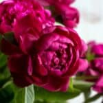 Beautiful peonies in pots, showcasing vibrant blooms in a sunny garden setting.