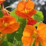 Learn the top plants to avoid planting near nasturtiums to prevent nutrient competition and pest problems. Keep your garden flourishing with these tips!