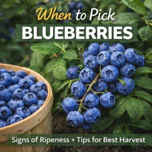 Want sweeter, juicier blueberries? Learn exactly when to pick blueberries, how to spot ripeness, and simple tips for the best harvest. Perfect for home gardeners!