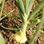 Essential tips for timing onion planting for a successful garden