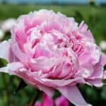Guide to planting peonies with tips on timing and care instructions.