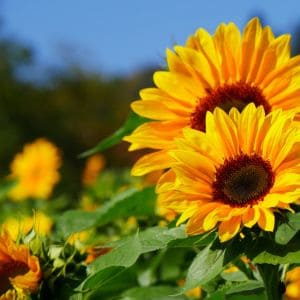 Gardener planting sunflower seeds