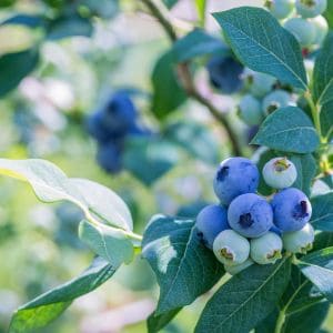 Pruning blueberries at the right time for optimal growth
