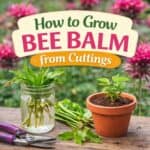Learn how to grow bee balm from cuttings with this simple step-by-step guide. Includes bee balm gardening tips, bee garden ideas, and how to grow healthy bee balm plant perennials.