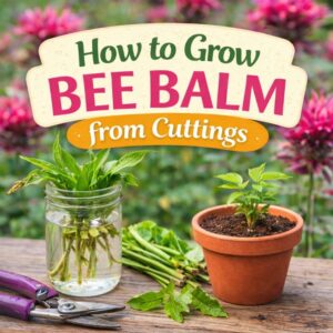 Learn how to grow bee balm from cuttings with this simple step-by-step guide. Includes bee balm gardening tips, bee garden ideas, and how to grow healthy bee balm plant perennials.