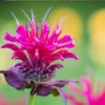 Discover the best techniques to grow bee balm from cuttings and enjoy a flourishing garden full of fragrant, pollinator-friendly flowers. Follow these tips to successfully root your own bee balm plants at home.