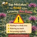 Avoid these common bee balm gardening mistakes for healthier plants and more blooms. Includes simple bee balm gardening tips, bee garden ideas, and how to grow bee balm successfully.