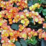 Explore the best companion plants for begonias that boost growth and add beauty. Perfect pairings to create a vibrant, thriving garden space!
