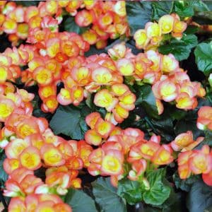 Explore the best companion plants for begonias that boost growth and add beauty. Perfect pairings to create a vibrant, thriving garden space!