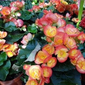 Start your begonia garden right from seed! Follow these expert tips for seed sowing, ideal lighting, and watering techniques to successfully grow healthy begonias that will brighten any space.