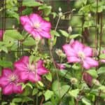 Explore the best companion plants for clematis that boost growth and add vibrant color. Perfect garden pairings to create a breathtaking floral display!