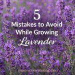 If your lavender isn’t blooming or keeps dying, this could be why. These common growing mistakes are easy to fix once you know them. A must-read for anyone planning a garden party, summer drink recipes, or adding fresh lavender to brunch and tea party ideas.