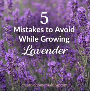 If your lavender isn’t blooming or keeps dying, this could be why. These common growing mistakes are easy to fix once you know them. A must-read for anyone planning a garden party, summer drink recipes, or adding fresh lavender to brunch and tea party ideas.