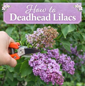 Learn how to deadhead lilacs the easy way to keep bushes tidy, healthy, and blooming beautifully next season. Simple pruning tips every lilac gardener should know.