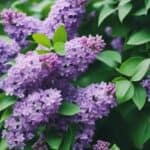 How to Deadhead Lilacs Like a Pro