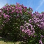 Discover easy and effective ways to keep your lilacs blooming longer this season. From proper pruning to ideal watering techniques, learn how to enjoy vibrant lilac flowers for weeks!