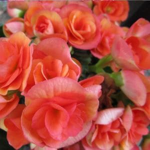 Discover the secrets to growing begonias from cuttings with this simple method. Whether you want to expand your collection or share plants with friends, this guide shows you how to root cuttings successfully and keep your begonias thriving.