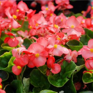 Maximize your small space with easy begonia container gardening ideas. Discover how to plant, arrange, and care for begonias in containers to add a splash of color to balconies, patios, or windowsills.