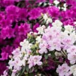 Growing azaleas can be easy if you avoid these common pitfalls. From watering to pruning and mulching, learn the essential tips to help your azaleas flourish and brighten your garden.