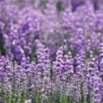 Ensure your lavender plants flourish by steering clear of these 5 critical errors. Perfect tips for beginners and seasoned gardeners alike to grow lavender like a pro!