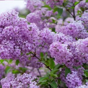 Discover the 5 most common mistakes gardeners make when growing lilacs and learn how to avoid them for healthier, more vibrant blooms every spring.