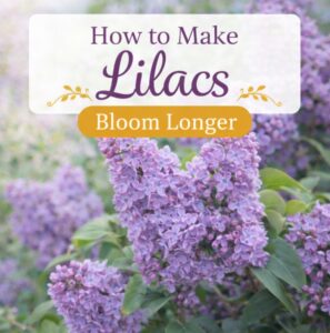 Want more lilac blooms this year? Learn simple tips to help lilacs bloom longer, stay healthy, and keep your garden looking beautiful all season.