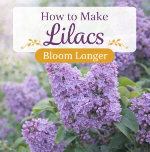 Want more lilac blooms this year? Learn simple tips to help lilacs bloom longer, stay healthy, and keep your garden looking beautiful all season.