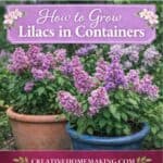 Grow stunning lilacs in pots with this beginner-friendly guide. Learn how to choose containers, fertilize properly, prune, and keep lilacs thriving in small garden spaces.