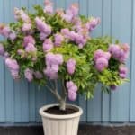 Potted lilac bush blooming with purple flowers on a sunny patio