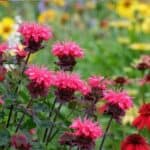 Learn the 5 key mistakes to avoid when growing bee balm to ensure your plants stay healthy and bloom beautifully all season long. Perfect tips for gardeners!