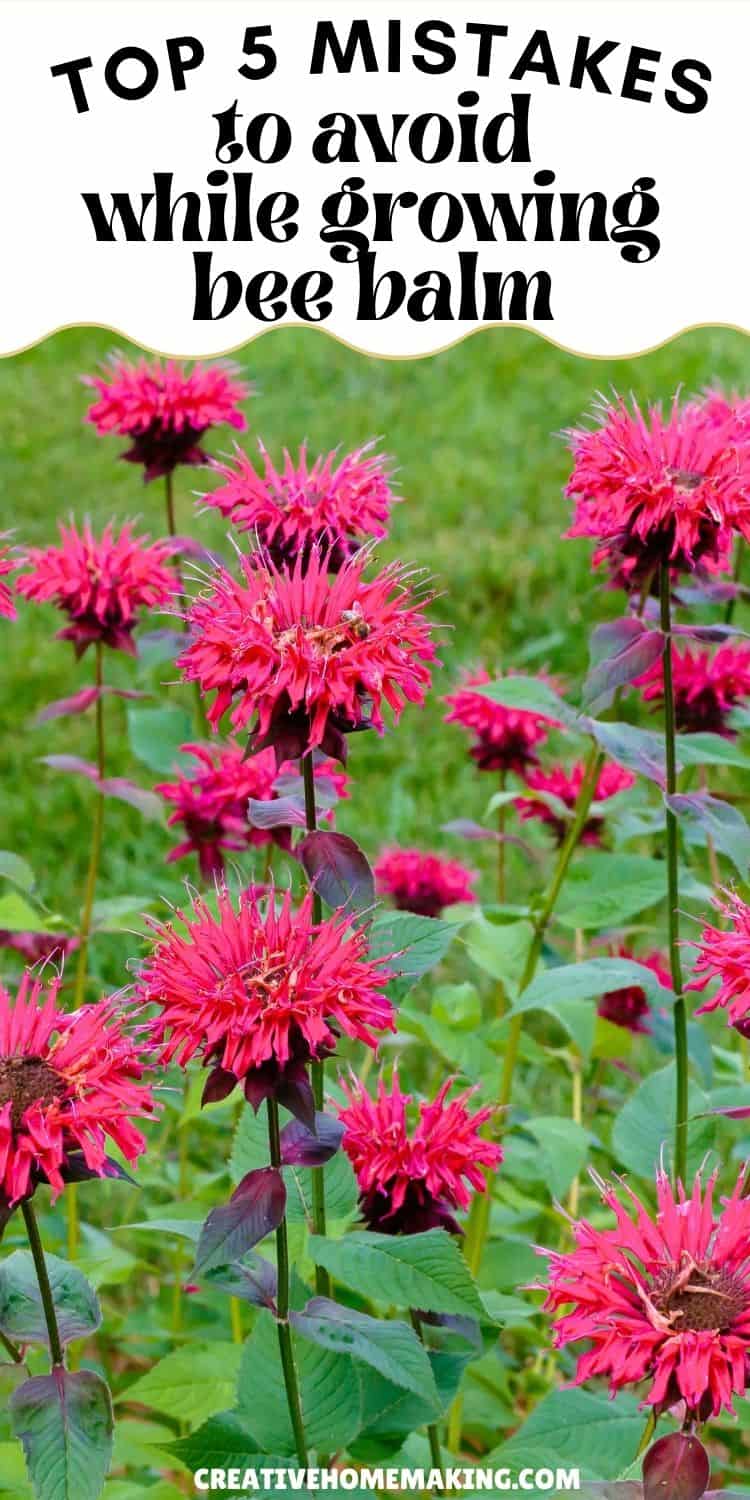 Top Mistakes to Avoid When Growing Bee Balm (and How to Fix Them ...