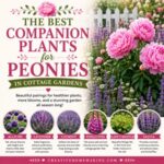 Looking for the perfect plants to grow alongside peonies? From lavender and catmint to foxgloves and alliums, these companion plants help create a balanced, colorful garden filled with pollinators and season-long beauty. Perfect for cottage garden flowers and perennial borders.