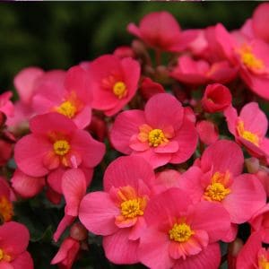 Discover simple steps to prune your begonias and encourage fuller, healthier plants with more blooms. Perfect for beginner gardeners!