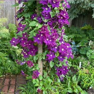Discover the best techniques to prune clematis and encourage beautiful, abundant blooms. Perfect for beginners and garden enthusiasts alike!