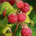 No garden? No problem! Grow your own fresh raspberries in containers with these easy tips. From selecting the perfect pots to watering and pruning, this guide helps you enjoy homegrown berries even in small spaces like balconies and patios.