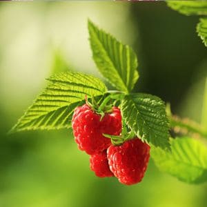 Discover the best companion plants for raspberries that boost growth and protect against pests. Learn how garlic, marigolds, and chives can improve your raspberry harvest naturally!