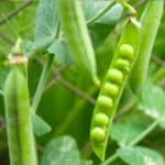 Discover easy steps to grow fresh, tasty peas right on your balcony or patio using containers. Perfect for small spaces and urban gardeners!