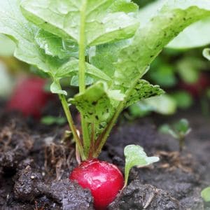 Close-up of radishes growing next to companion plants like beans and chives