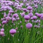 Discover the top companion plants that thrive alongside chives! Learn how planting chives with these herbs and vegetables can improve growth, repel pests, and enhance flavor in your garden.