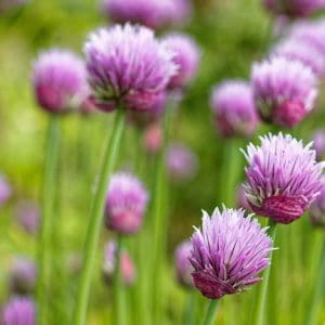 How to Dry Chives Easily for Fresh Flavor All Year