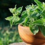 Learn simple methods to dry lemon balm at home and preserve its fresh, citrusy flavor for teas, cooking, and herbal remedies all year long.