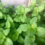 Learn the easiest and fastest ways to dry mint leaves at home using air drying, oven drying, or dehydrators. Preserve your mint for teas, cooking, and more!