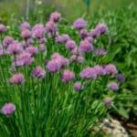 Close-up of fresh green chives growing in a sunny garden bed