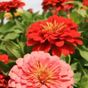 Learn how to propagate vibrant zinnias from cuttings with this simple step-by-step guide. Perfect for gardeners looking to multiply their blooms and add bright colors to their garden beds without buying new plants!
