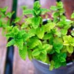 Find out which plants make the best companions for mint! From basil to tomatoes, explore how these pairings can enhance flavor, deter pests, and maximize your garden space. Great ideas for your next garden project!